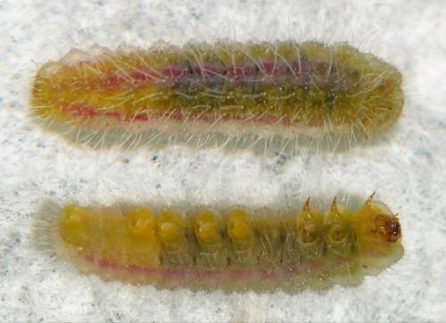 Réf. 266 845 : Cacyreus marshalli